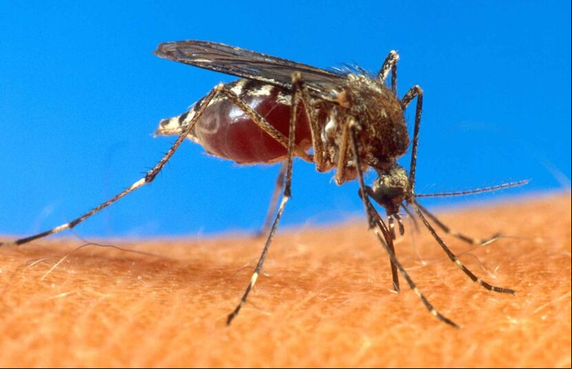 El mosquito Aedes aegypti trasmite el virus que causa el dengue y el chikungunya. (GFR Media)