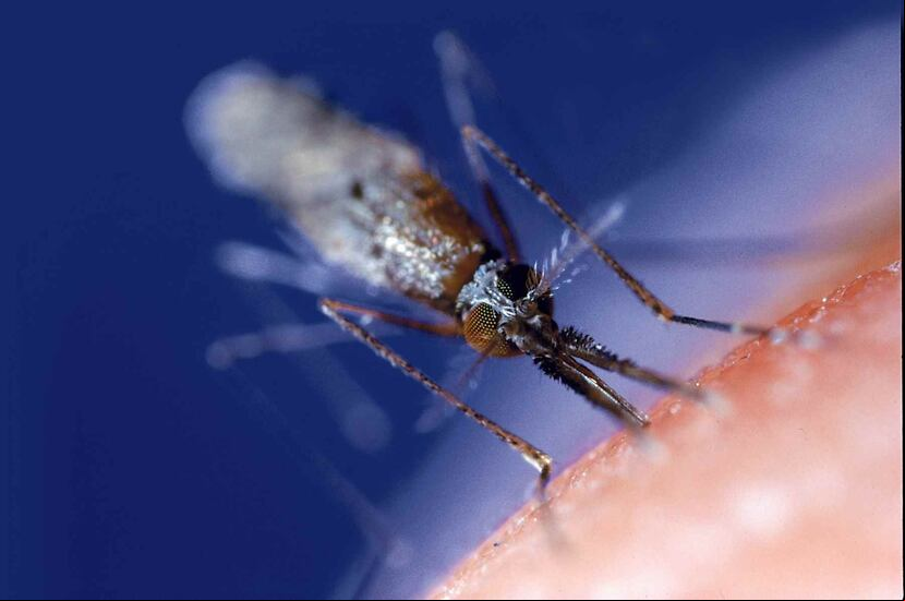 “Pueden haber reocurrencias. Puede darle a una persona malaria más de una vez y con diferentes parásitos”, dijo la doctora Ángeles Rodríguez.