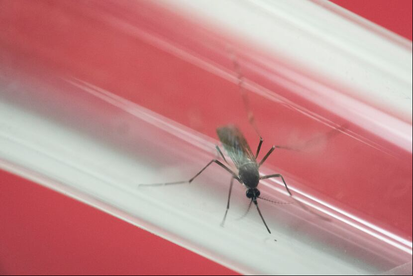 Brasil registró en el primer semestre del año una grave epidemia de zika. (Archivo / GFR Media)