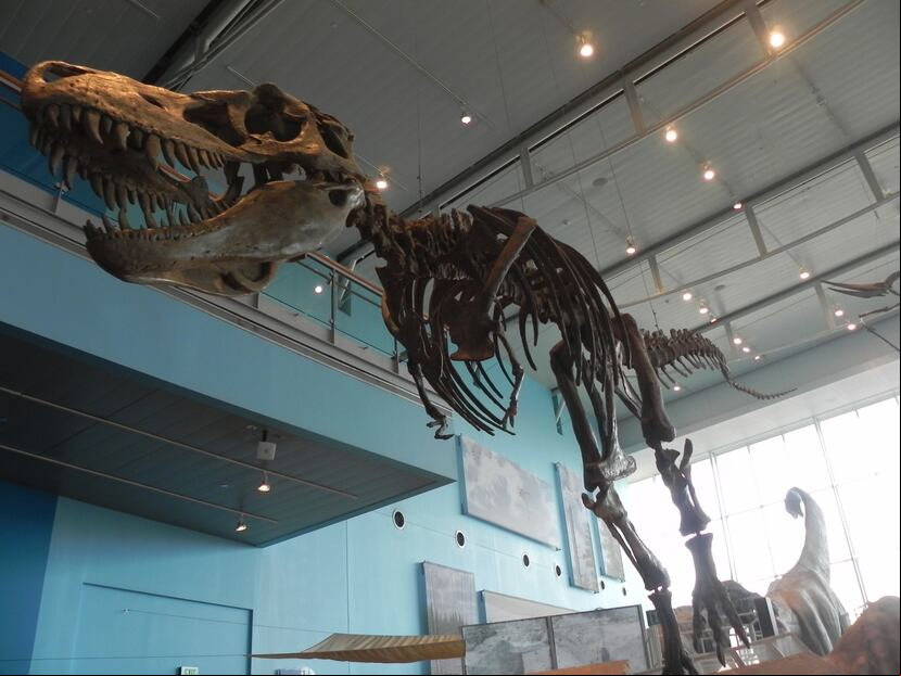 El esqueleto de un didosaurio T-Rex, se muestra en el Museo de las Ciencias de Baltimore. (Wilson Ruiz Ríos/Especial para GFR Media)
