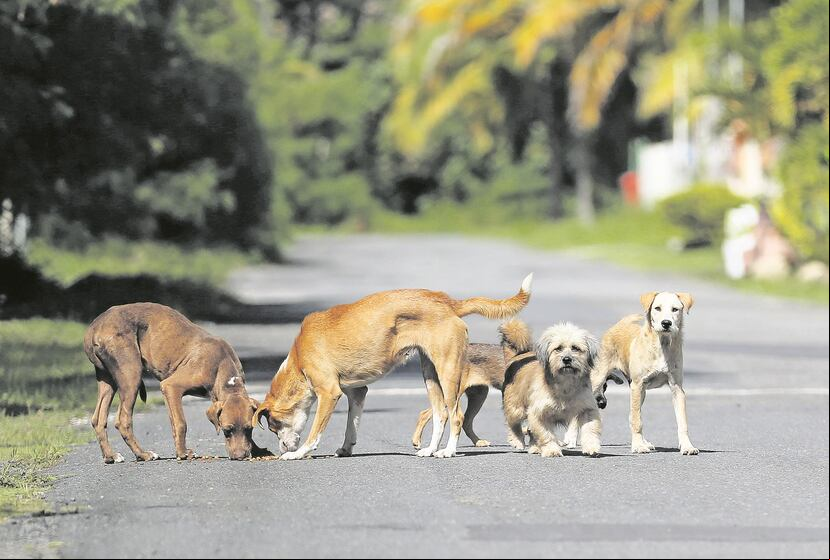 Personas que trabajan con animales realengos han observado un aumento en la cantidad de perros y gatos en las calles, que podría atribuirse al abandono de personas que se van de la isla. (GFR Media)