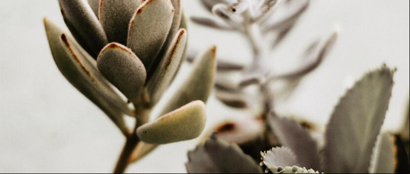 Se pueden encontrar distintas especies de kalanchoe. (Elsa Noblet / Unsplash)