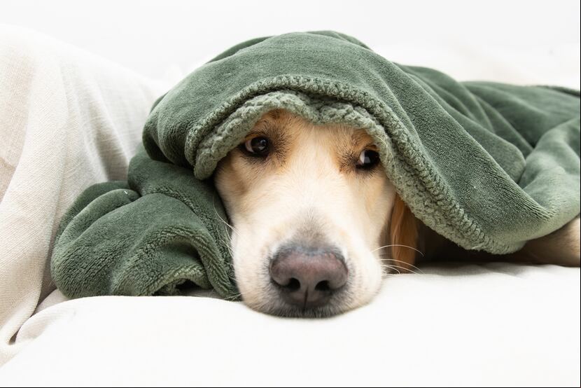 Los perros, al igual que otras mascotas, se ponen sumamente nerviosos con los ruidos causados por los petardos y cohetes que explotan durante la despedida de año.