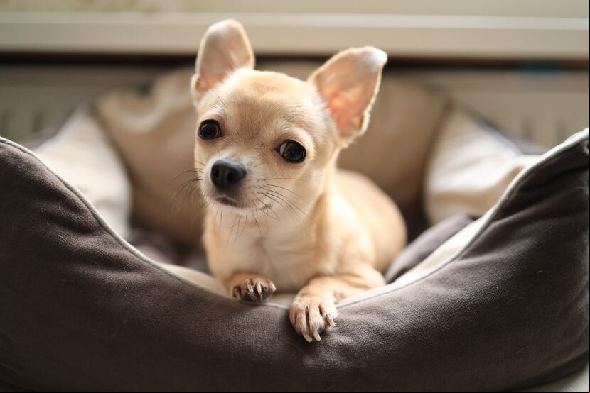 Imagen de archivo de un perro chihuahua.