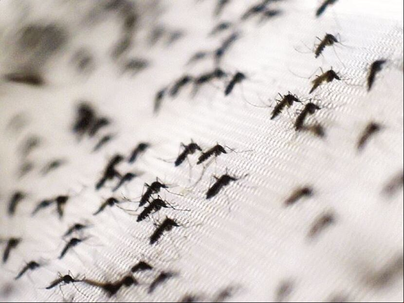 El chikungunya es transmitido por el mosquito aedes aegypti, el mismo que transmite el dengue. (AFP)
