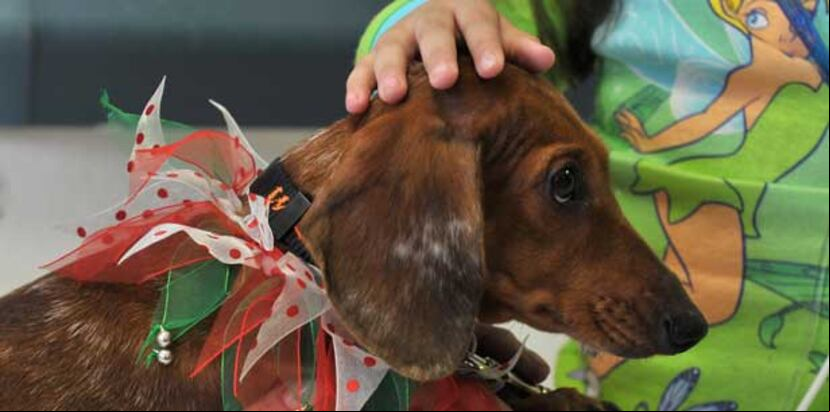 La pirotecnia es una de las mayores causas para que las mascotas se pierdan en esta temporada. (Archivo)