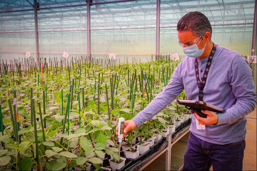 Emmanuel Feliciano, gerente de agronomía de cultivos protegidos en Bayer Crop Science, utiliza un sensor de humedad en el invernadero inteligente de Bayer en Juana Díaz.